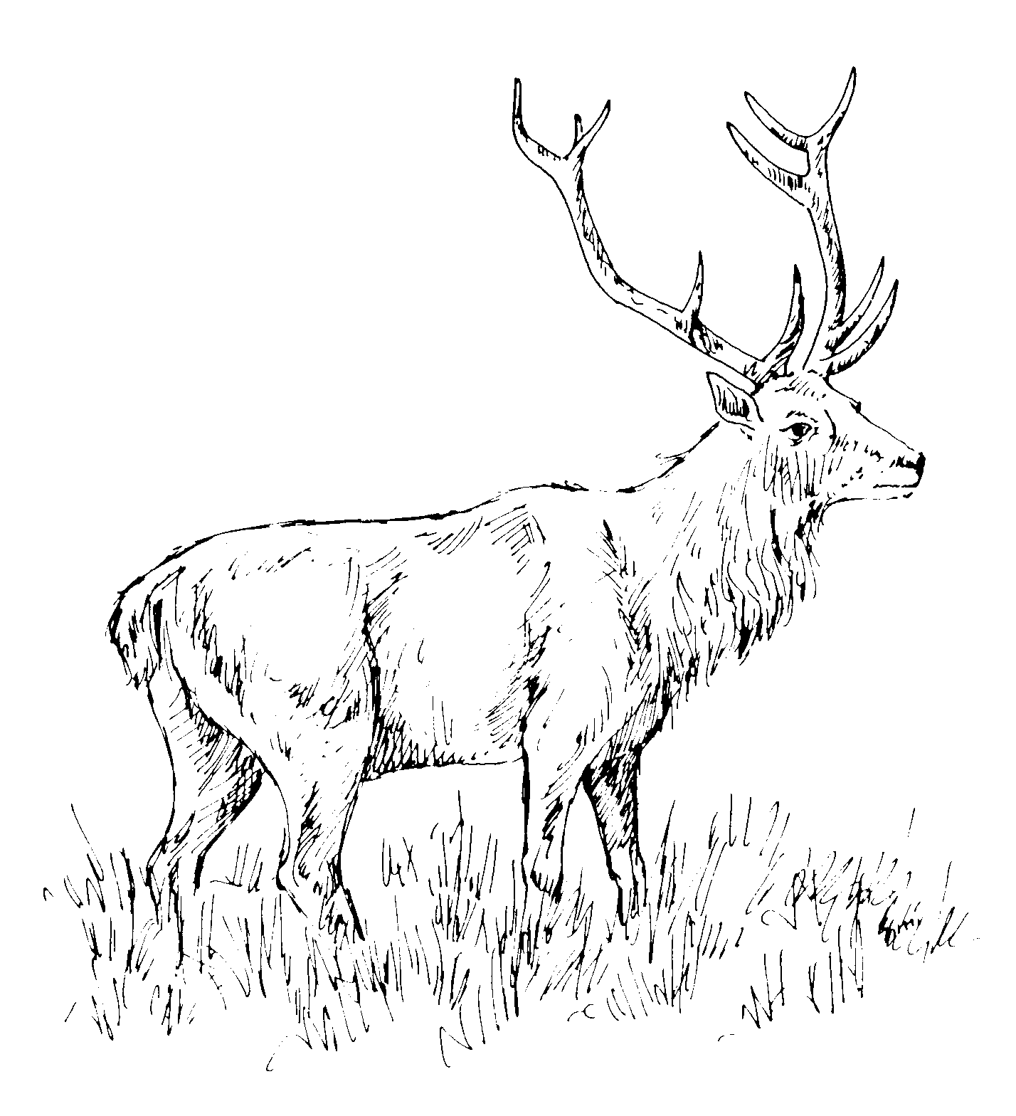 faune37 Page 165 cerf cerfs br¢me